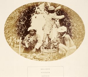 Mallees (jardiniers), hindous, Madras, de The People of India, par J. Forbes Watson, publié en 1868 - English Photographer