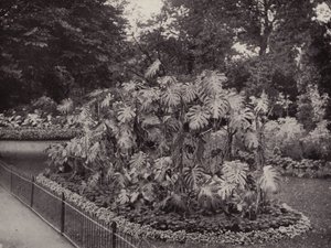 Monstera Deliciosa dans Battersea Park - English Photographer