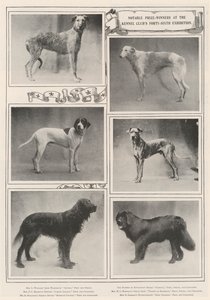 Lauréats notables à la quarante-sixième exposition du Kennel Club