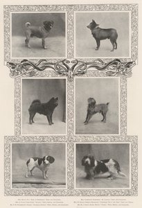 Lauréats notables à la quarante-sixième exposition du Kennel Club
