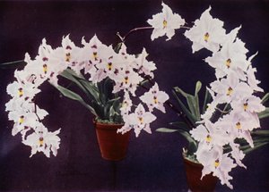 Odontoglossum Crispum (photo couleur) - English Photographer