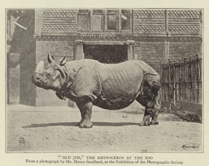 Vieux Jim, le rhinocéros au zoo