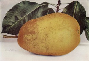 Poire, Pitmaston Duchesse (photo couleur) - English Photographer