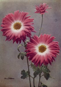 Percy Arnold (photo couleur) - English Photographer