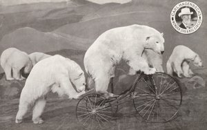 Ours polaire faisant du tricycle, Wonder Zoo et Grand Cirque de Carl Hagenbeck, Olympia, Londres - English Photographer