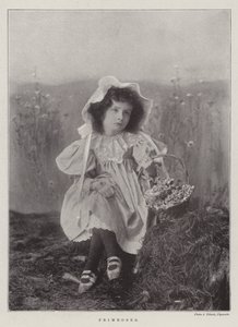 Primevères - English Photographer