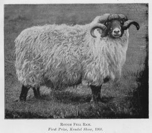 Bélier Rough Fell, premier prix, exposition de Kendal - English Photographer
