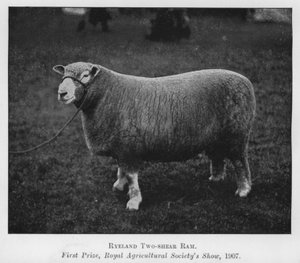 Bélier Ryeland de deux ans, premier prix, exposition de la Royal Agricultural Society