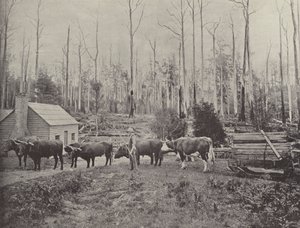 Transport de bois à Lebrina, Tasmanie - English Photographer