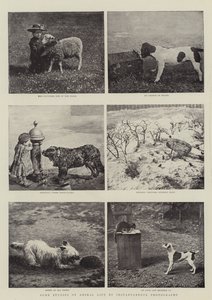 Quelques études de la vie animale par photographie instantanée - English Photographer