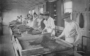 Afrique du Sud: Tables de Recherche, Mines de Diamants De Beers, Kimberley - English Photographer