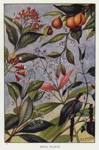 Plantes à Épices - English Photographer