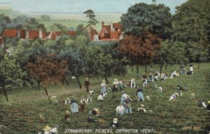 Cueilleurs de fraises dans les champs à Orpington, Kent