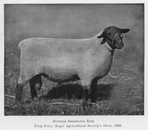 Bélier Suffolk Shearling, premier prix, exposition de la Royal Agricultural Society - English Photographer