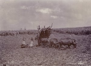 Plantation de sucre, Barbade, 1880