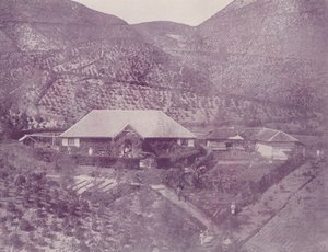 Plantation de Thé, Ceylan - English Photographer