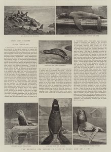Le différend sur les pêcheries de la mer de Behring, phoques et lions de mer