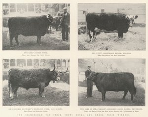Le Birmingham Fat Stock Show, lauréats royaux et autres - English Photographer