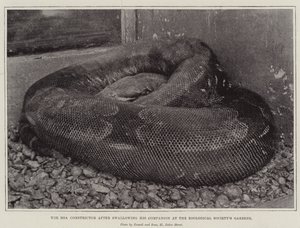Le Boa Constrictor après avoir avalé son compagnon aux jardins de la Société Zoologique - English Photographer