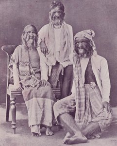 La Famille Poilue Birmane - English Photographer