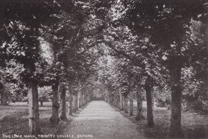 Le Lime Walk, Trinity College, Oxford