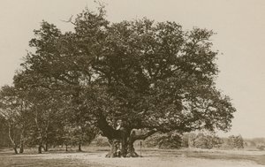 Le Major Oak, Forêt de Sherwood - English Photographer