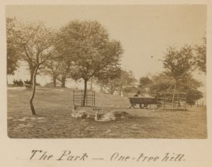 Le Parc - One Tree Hill, Greenwich - English Photographer