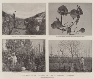 La peste des sauterelles en République Argentine - English Photographer