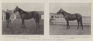 La vente record de chevaux de sang à Newmarket - English Photographer