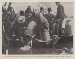 Le réapprovisionnement de la Tamise en saumons, mise en place de saumoneaux dans la rivière à Teddington, 23 avril - English Photographer