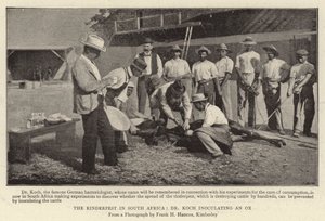 La peste bovine en Afrique du Sud, le Dr Koch inoculant un bœuf
