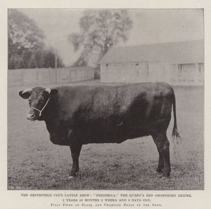 Exposition de bétail du Smithfield Club, Frederica, la génisse rouge Shorthorn de la reine, 2 ans 10 mois 2 semaines et 3 jours