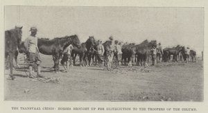 La crise du Transvaal, chevaux amenés pour distribution aux cavaliers de la colonne - English Photographer