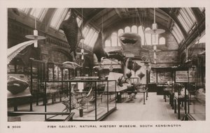 Victoria and Albert Museum, South Kensington, Londres, galerie des poissons