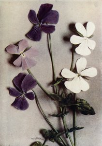 Trois variétés de Viola Cornuta (photo couleur)