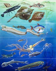 Montage de créatures sous-marines (gouache sur papier) - English Photographer