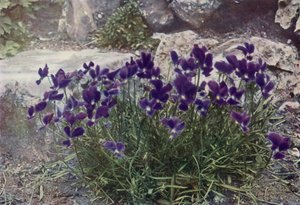 Viola Gracilis (colour photo) - English Photographer