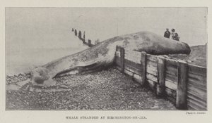Baleine échouée à Birchington-on-Sea - English Photographer