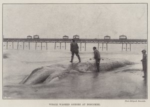 Baleine échouée à Boscombe - English Photographer