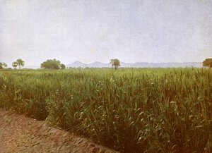 Champ de blé près de Louxor, Égypte