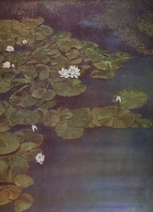 Nénuphars blancs (photo) - English Photographer