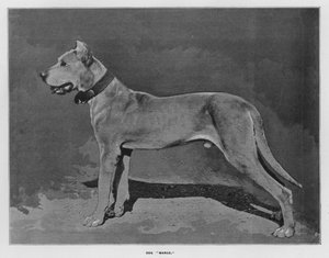 Fermes de Whiteley : Chien "Marco"