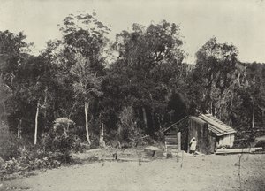 Cabane de bûcheron, Knysna - English Photographer