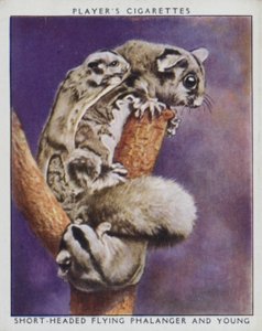 Bébés du zoo : Phalanger volant à tête courte et jeune - English Photographer