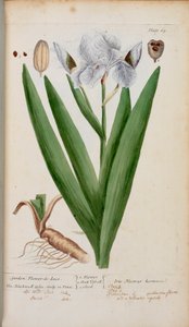 Fleur-de-Lys. Une iris, de 
