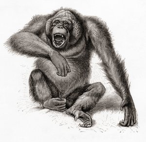 Un orang-outan de Bornéo, Pongo pygmaeus. De Meyers Lexicon, publié en 1924 - English School