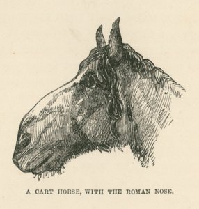 Un cheval de charrette, avec le nez romain (gravure) - English School