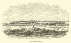 Une île de corail - English School