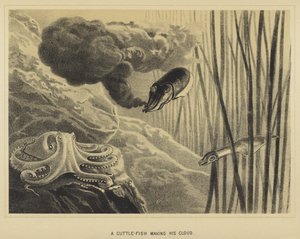 Un calmar faisant son nuage - English School