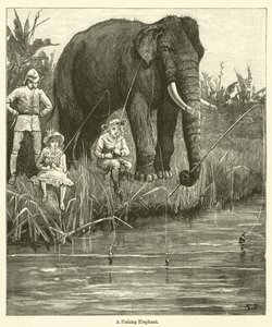 Un Éléphant Pêcheur - English School